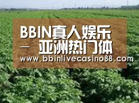 种植基地五